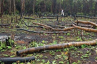 Small swidden, or slash and burn, gardens recycle forest nutrients and are not destructive to the Cerrado, unlike mass monocrop plantings that demand large amounts of chemicals. Photo by Guia D’Chapada (Flickr).